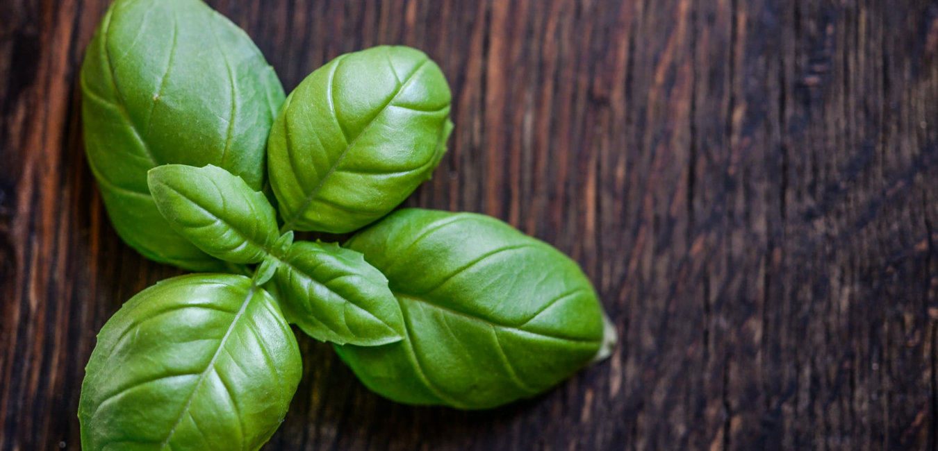 health benefits of basil leaves